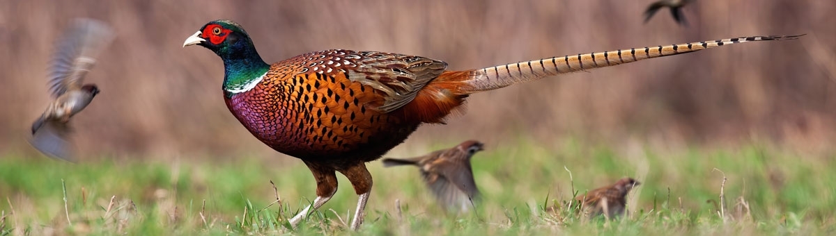 Game for Nature