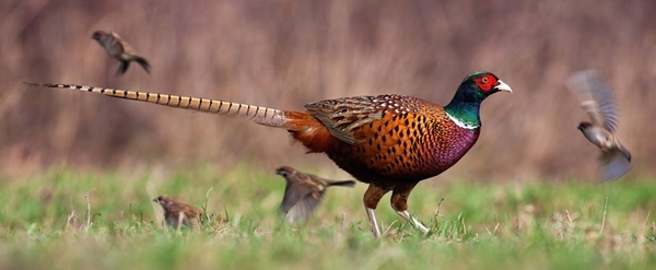 Pheasants and songbirds Pheasants and songbirds