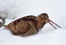 Woodcock in snow