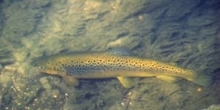 Studying the survival of seaward-migrating fish in estuaries
