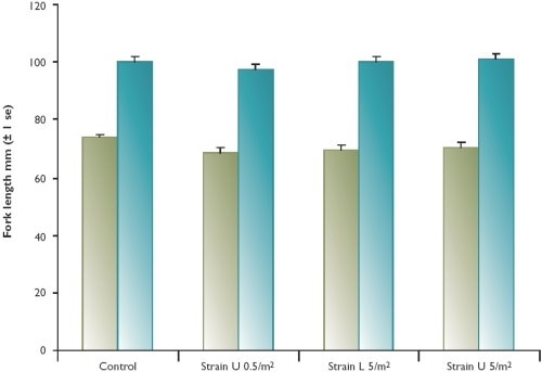 The size (mean fork length, mm) of upland river and lowland chalk stream wild brown trout fry sampled during the summer/autumn period after stocking, by treatment. The size (mean fork length, mm) of upland river and lowland chalk stream wild brown trout fry sampled during the summer/autumn period after stocking, by treatment.