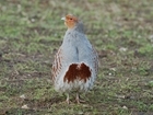 Recovery course for wild grey partridges