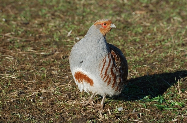 Grey Partridge