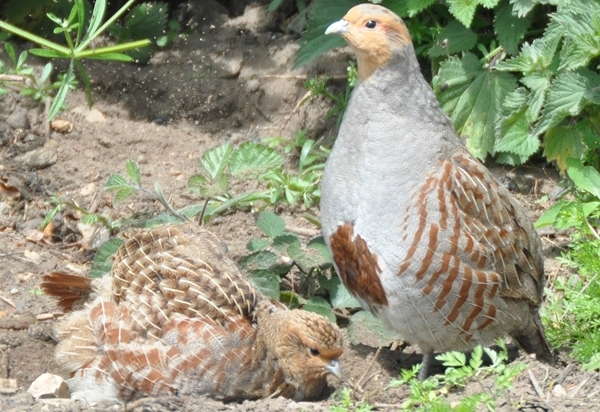 Grey partridge pair dusting