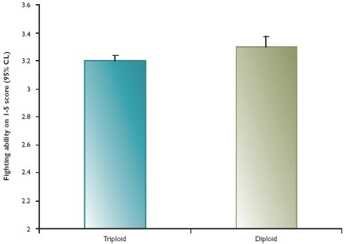 Relative fighting ability of farmed triploid and diploid brown trout