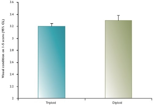 Relative visual condition of farmed triploid and diploid brown trout Relative visual condition of farmed triploid and diploid brown trout