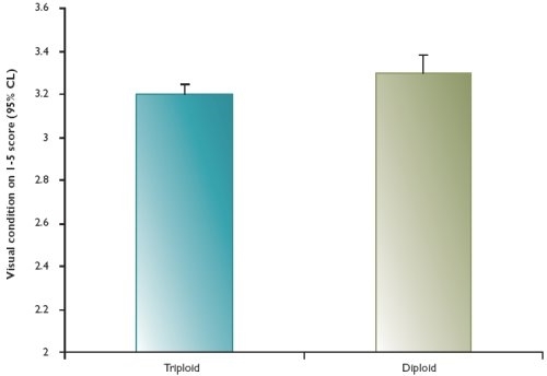 Relative visual condition of farmed triploid and diploid brown trout