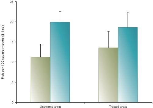 Densities of brown trout fry in the Monnow before and after habitat treatments