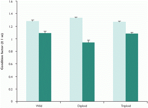 Comparison of mean initial and final condition factors of radio-tagged wild diploid and triploid brown trout