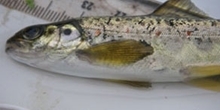 Salmon