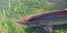 Salmon survival in the sea: Bigger is better