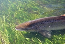 Atlantic salmon