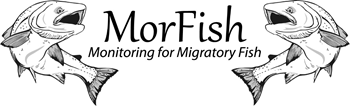 MorFish