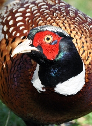 The pheasant