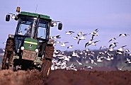 Traditional ploughing