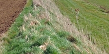 Beetle banks