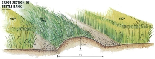 Cross section of a beetle bank Cross section of a beetle bank