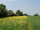 New research on insects as natural pest control