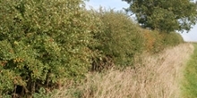 Hedgerows