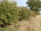 Hedgerow Carbon Code: “good news for UK agriculture, climate change and British wildlife”