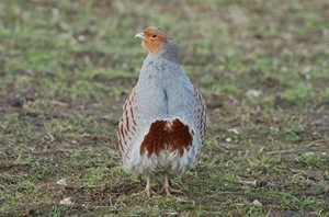 Where they are now locally extinct, the Game & Wildlife Conservation Trust is offering training to help re-establish new populations