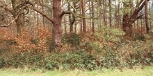 Woodland edge