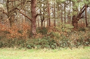 Woodland Edge