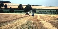 Undersown cereals