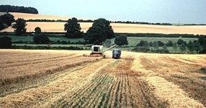 Undersown ley