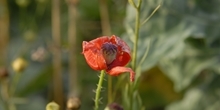 Pollen and nectar mixtures