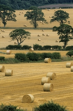 Arable land (www.lauriecampbell.com)