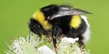 Pollinators