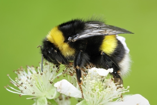 White Tailed Bumblebee www.lauriecampbell.com
