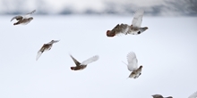 Partridge Count Scheme