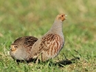 The grey partridge votes yes to ‘best practice’ predator control.