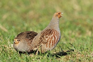 Grey partridge pair (www.lauriecampbell.com)