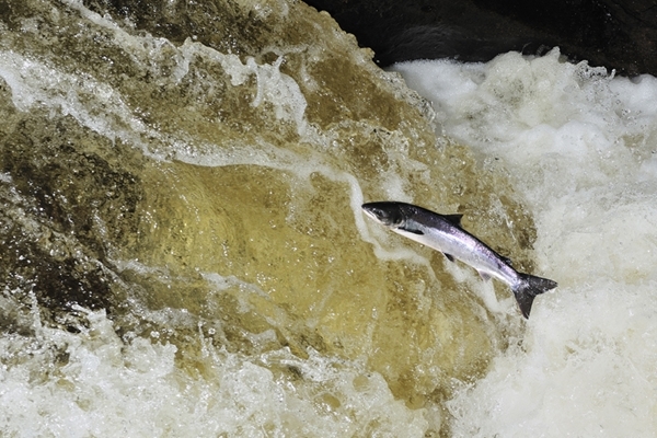 Atlantic Salmon Leaping www.lauriecampbell.com
