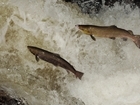 GWCT Wales speak out over decline of fish stocks