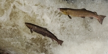 Salmon harvest