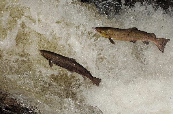 Two Leaping Salmon www.lauriecampbell.com