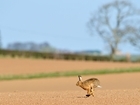 Legal protection will not increase hare numbers if the right habitat is absent. A Letter to The Times from Sir Jim Paice