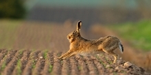 A Future for Brown Hares