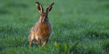 Brown hare