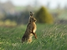 Focusing on Hares