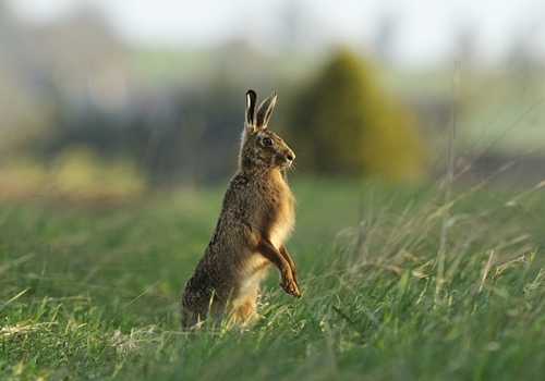 Brownhare www.lauriecampbell.com Brownhare www.lauriecampbell.com