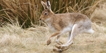 Mountain hare