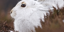 Mountain hare