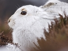 New counting methodology will give better insight into mountain hare abundance