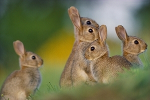 Rabbits (Credit: Laurie Campbell)
