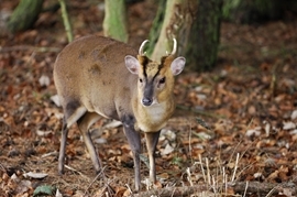 Muntjac deer (www.lauriecampbell.com)